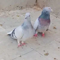 نرماده سبز شامی دم سفید