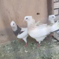 کفتر جوجه طوقی خوشگل