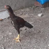 جوجه لاری