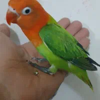 جوجه کوتوله