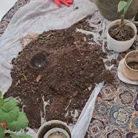 تعویض خاک گلدان در منزل شما