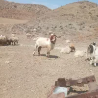 تکه دوسال همه چی تمام