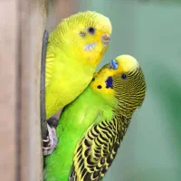 یک جفت مرغ عشق نر وماده کاملا سخن گو