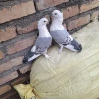 جفت ساتن نروماده ۱۶۰۰