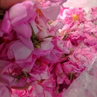 گل محمدی|گل و گیاه طبیعی|زرندیه, |دیوار