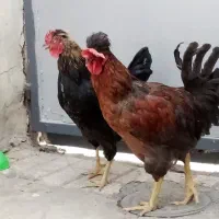 خروس