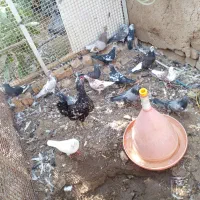 کبوتر