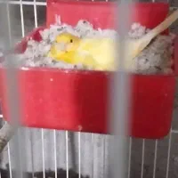 قناری ماده اماده