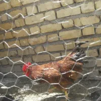 فروش خروس جوان و بزرگ