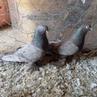 کبوتر شقشقی وبلژیکی