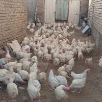 مرغ سفید تخم گذار