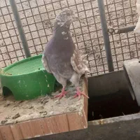 کبوتر ملقی