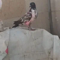 کفتر پرشی به شرط متن خوانده شود
