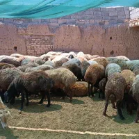73 راس میش فروشی