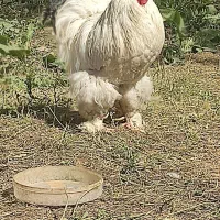 خروس برهما