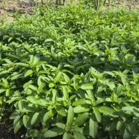 نعناع سبز  و دلار