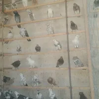 کبوتر پرشی
