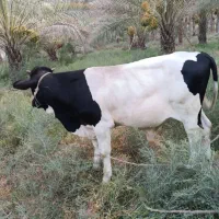 گوساله نر