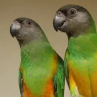 جفت سنگال