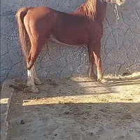 فروش نریون سه سال چاق سواری دار خوشکل