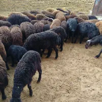بره میش گوسفند