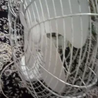 پنکه
