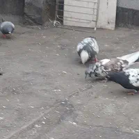 کبوتر آلمانی مسافتی