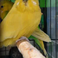 مرغ عشق انگلیسی گرینچیک و...