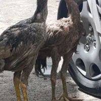 جوجه لاری نباشه رو دستش