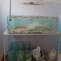 اکواریوم