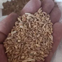 گندم دیم درجه یک