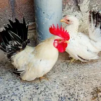 یک عدد خروس ودو عدد مرغ جاپنیز