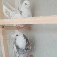 کبوتر سرور  نر پرشی سالم جوان