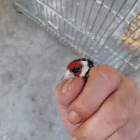 سهره نر
