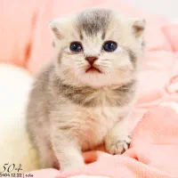 پت شاپ کیتی کتز/گربه اسکاتیش بریتیش پرشین هیمالین