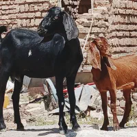 بززایده چاوش بزبزغاله