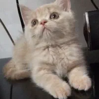توله گرب بریتیش