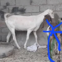 بزآبست لنگ ۳تای