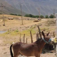 قاطر