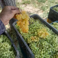 انگور کشمشی بی دانه