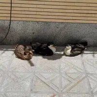 اردک تخم گذار