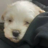 توله اشپیتز پودل ۲ماهه