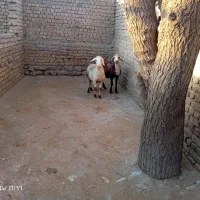 گوسفند|حیوانات مزرعه|سیلاخور, |دیوار