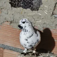 کفتر آس