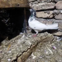 کبوتر|پرنده|علی‌آباد کتول, |دیوار