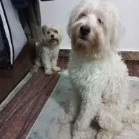 واگذاری سگ پنبه ای