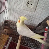 عروس هلندی نر و ماده