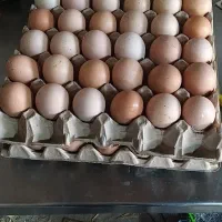 تخم مرغ محلی قیمت کارتن۱۸۰ عددی وزن بالا درشت|خوردنی و آشامیدنی|تهران, شهرک طالقانی|دیوار