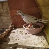 هفت رنگ شامی،بزک، کاکلی