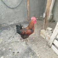 خروس